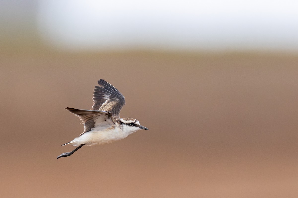 St. Helena Plover - ML635747771