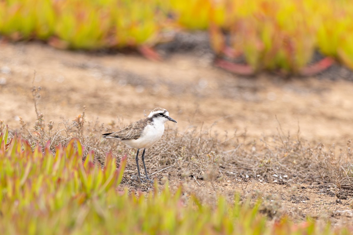 St. Helena Plover - ML635747772