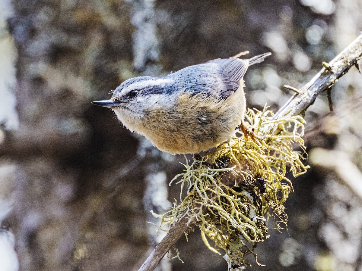 ムネアカゴジュウカラ - ML635747792