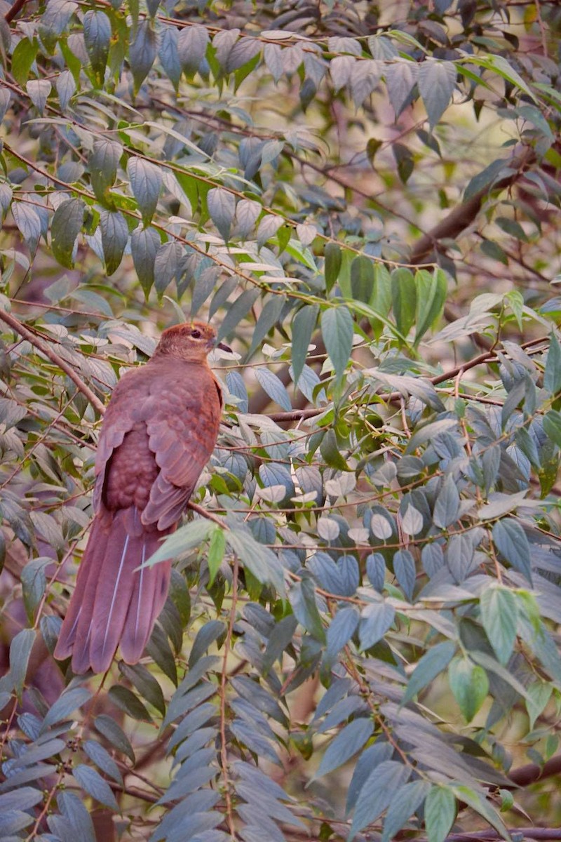 Brown Cuckoo-Dove - ML635747825