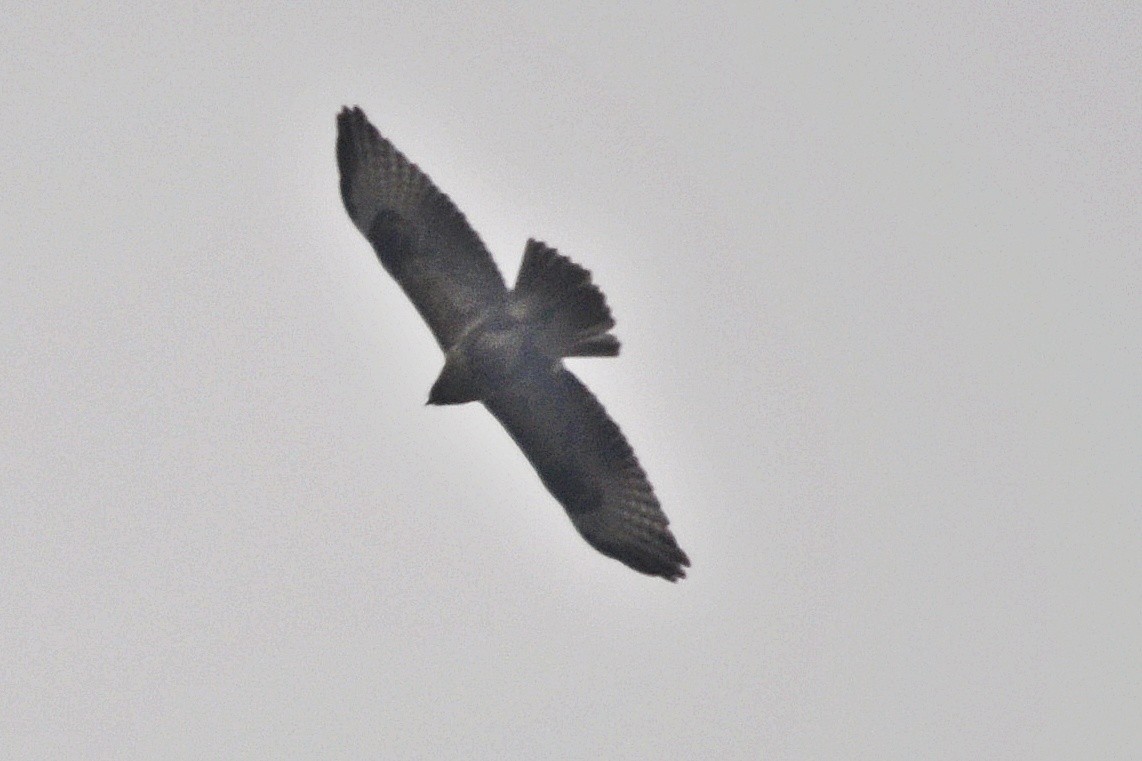 Buteo sp. - ML635747833