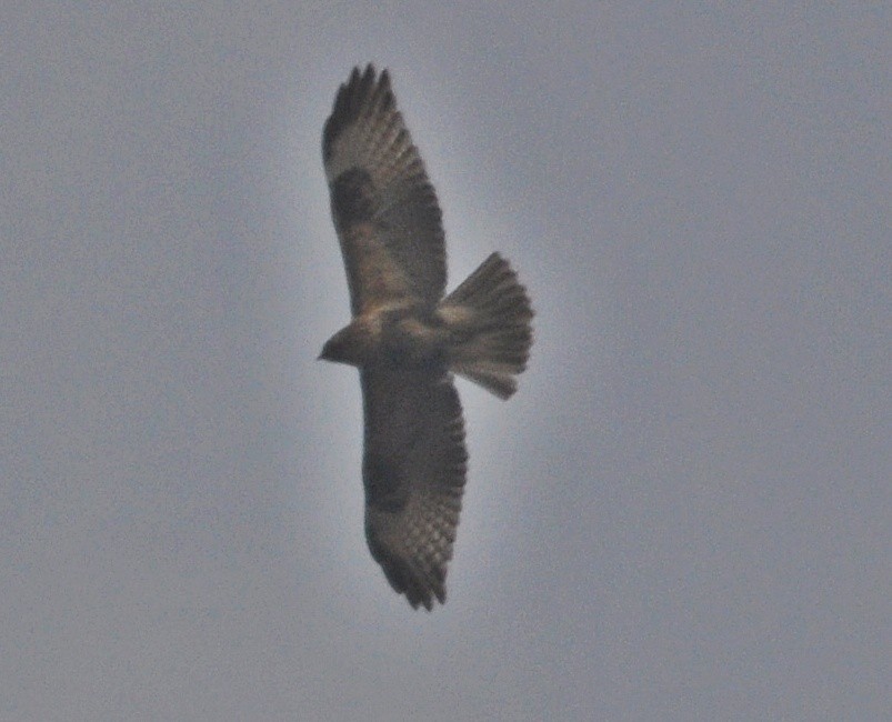 Buteo sp. - ML635747834