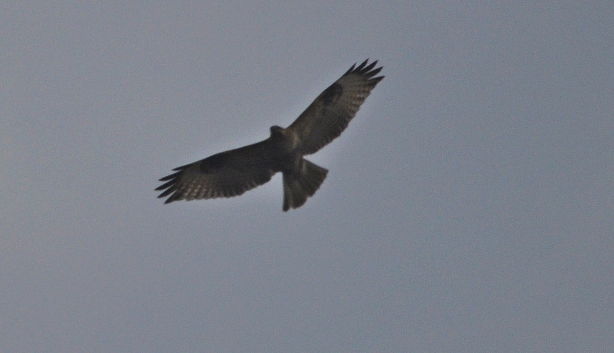 Buteo sp. - ML635747835