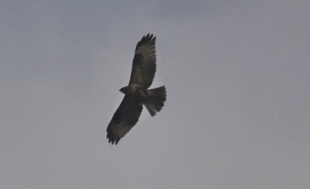 Buteo sp. - ML635747836