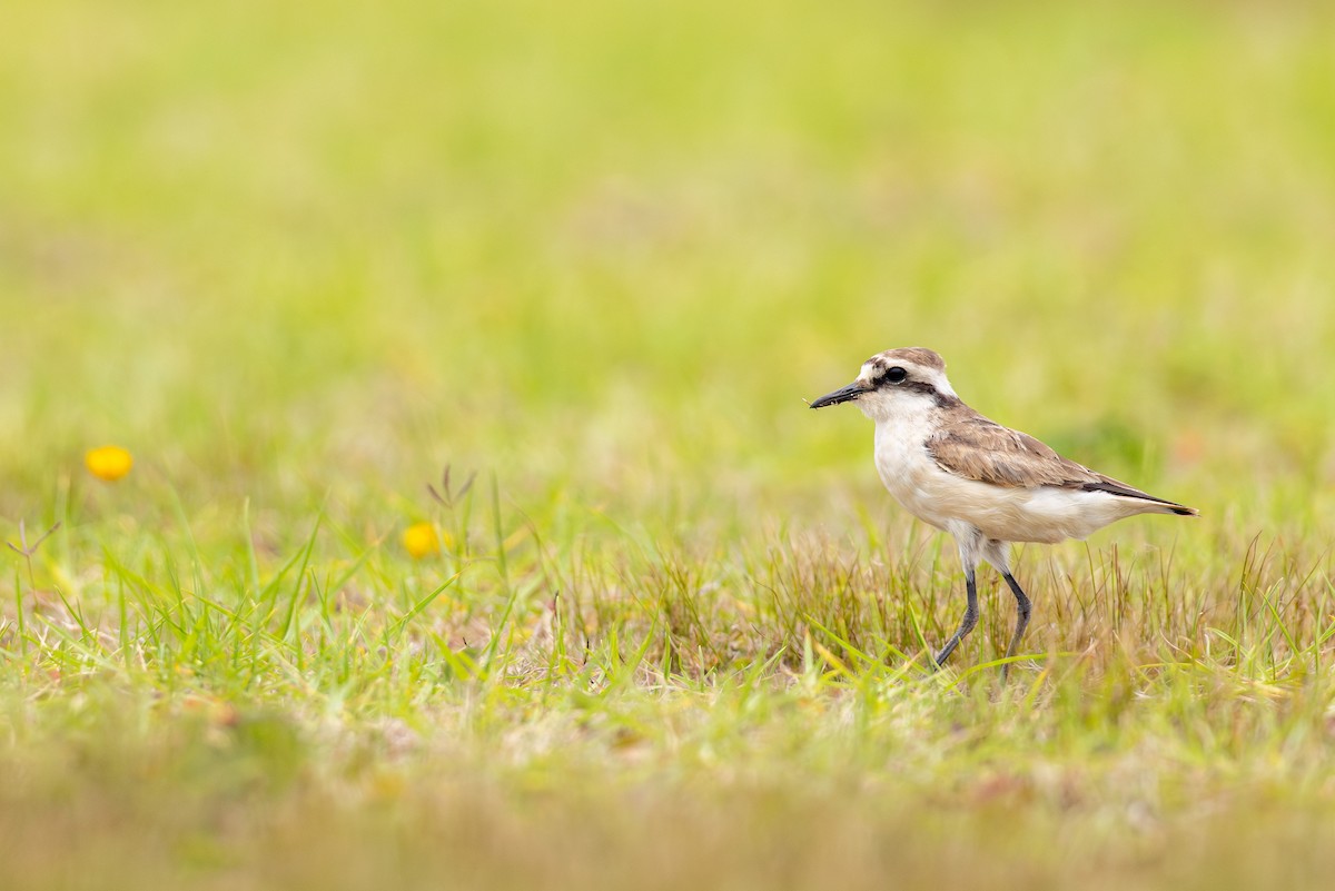St. Helena Plover - ML635747852