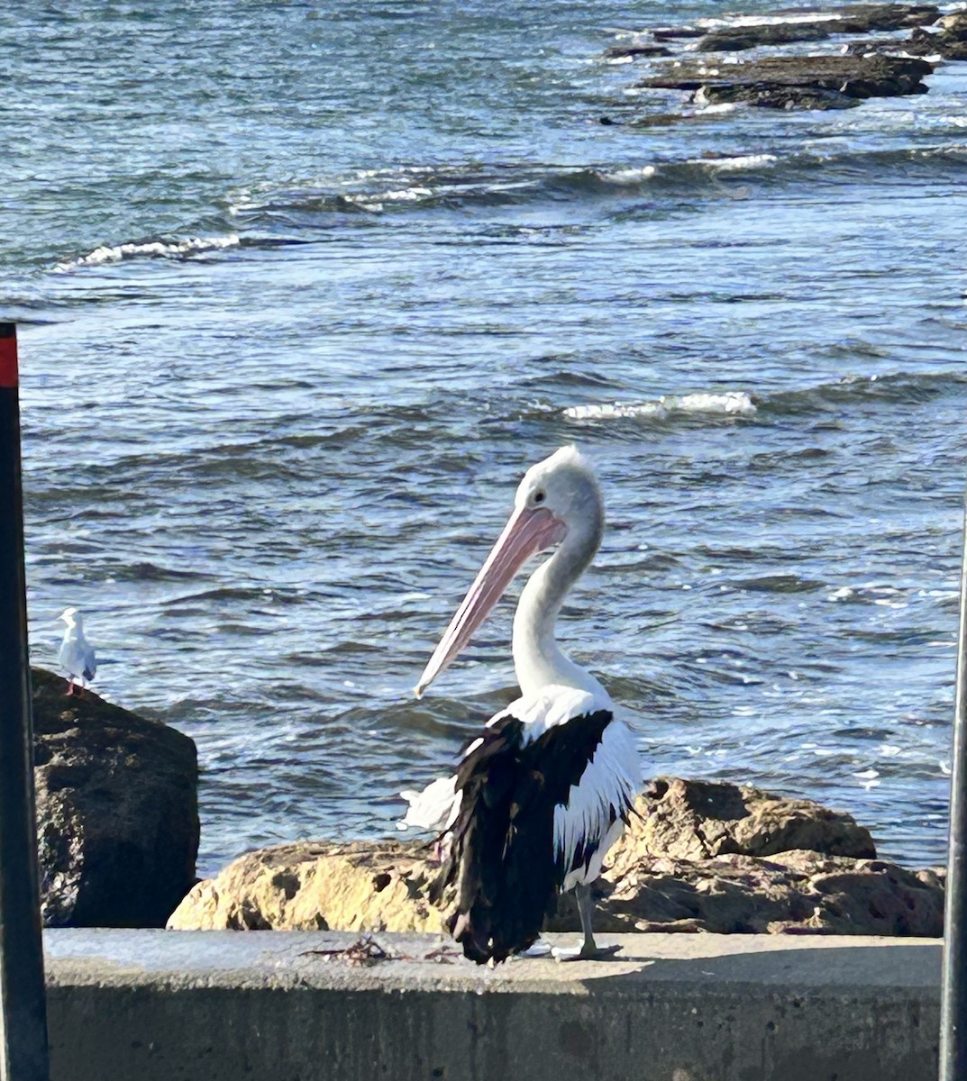 Australian Pelican - ML635747859