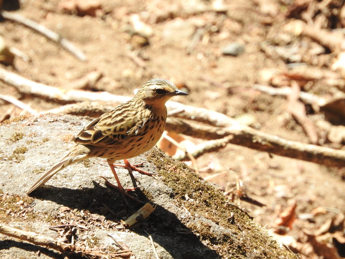 Nilgiri Pipit - ML635747932