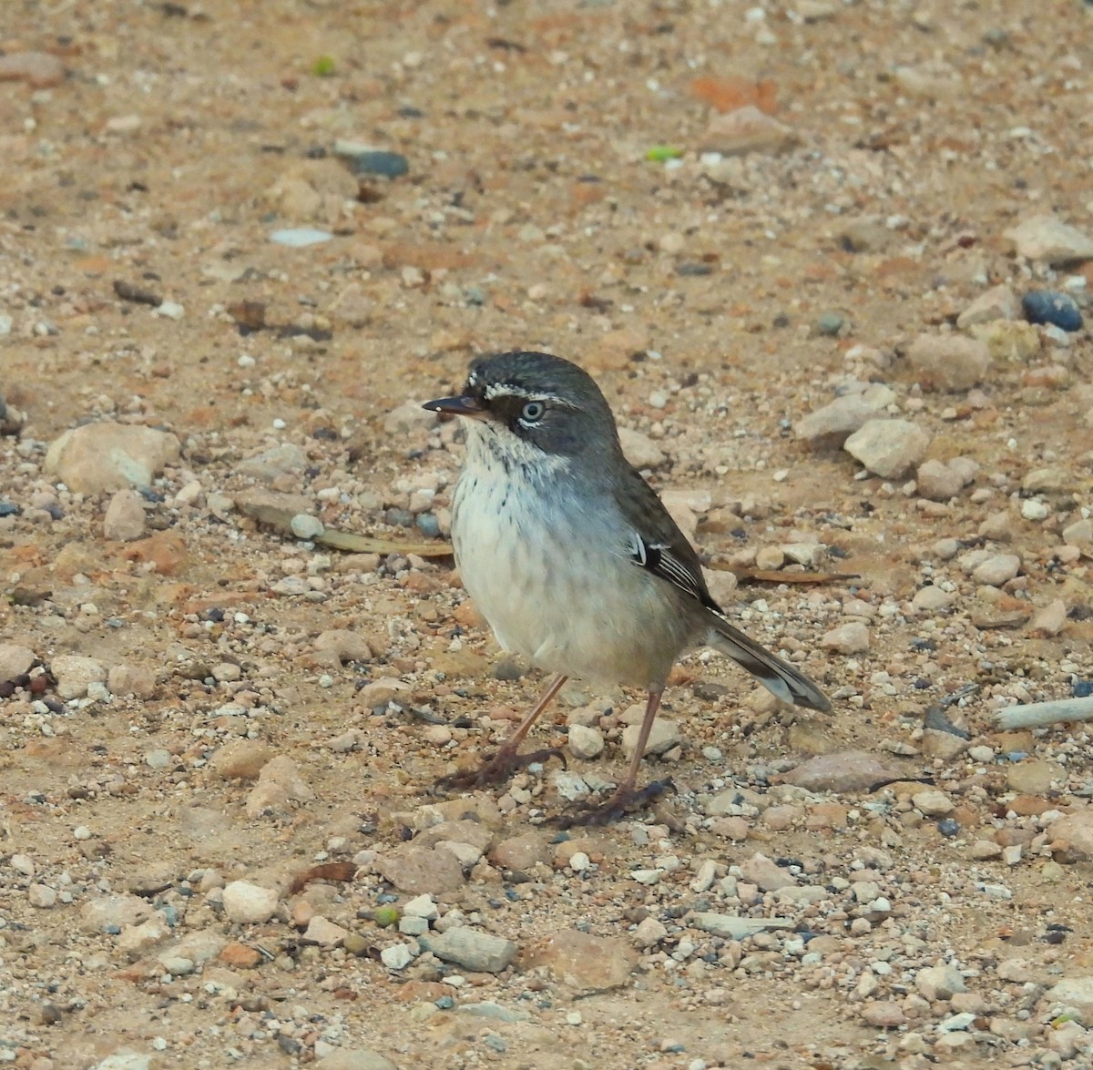 Spotted Scrubwren - ML635747935