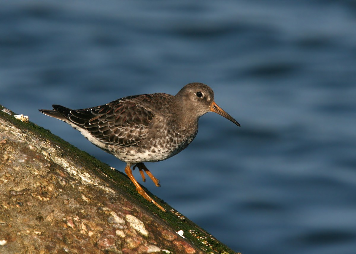 Purple Sandpiper - ML63574811