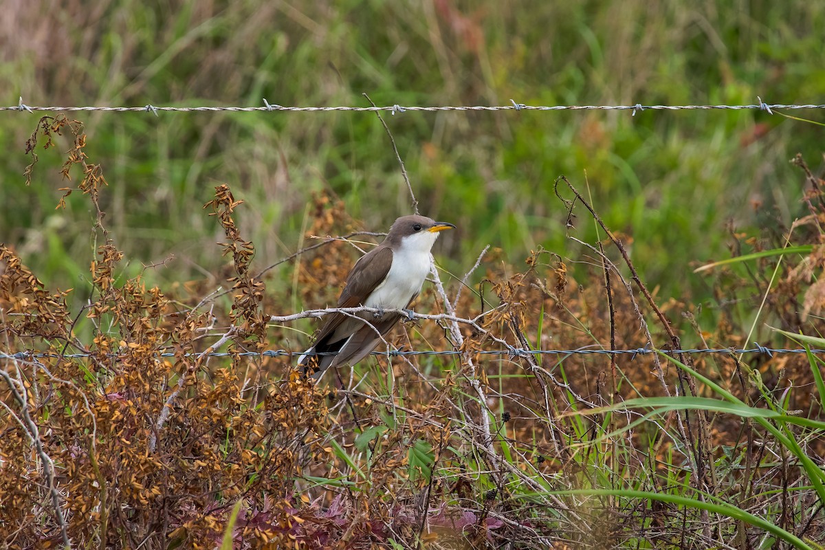 Yellow-billed Cuckoo - ML635748133