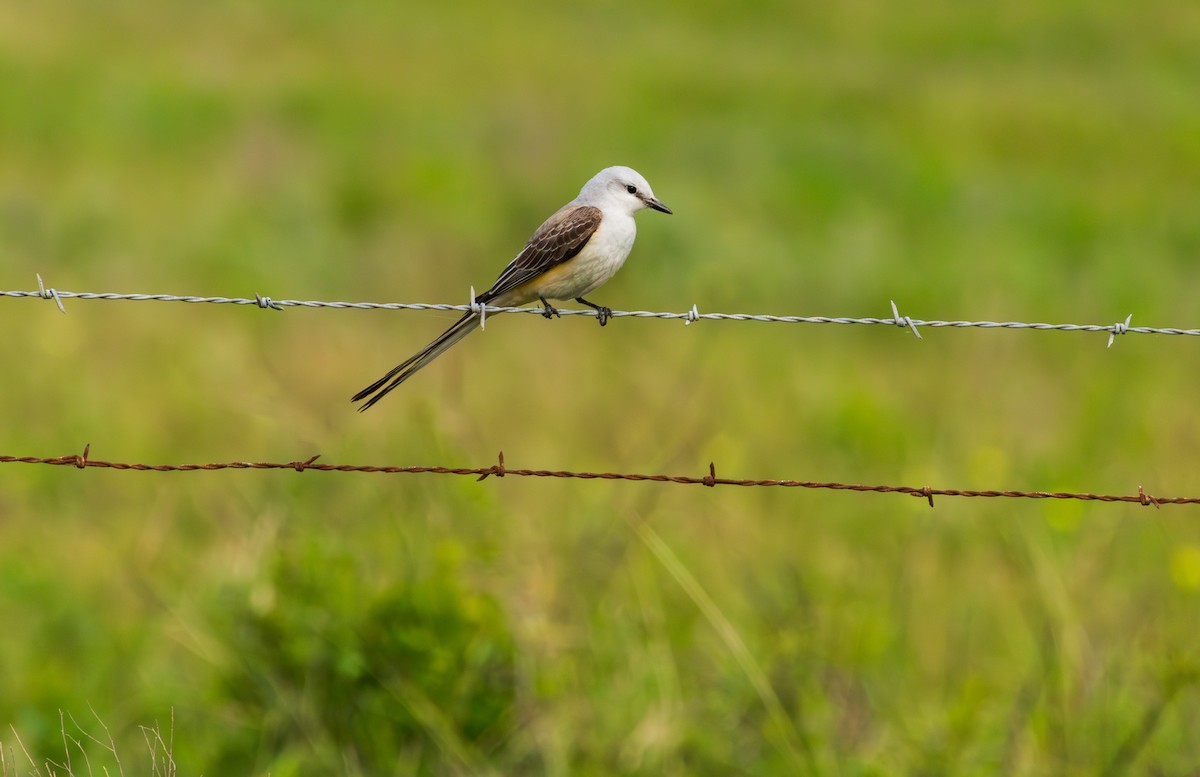 Scissor-tailed Flycatcher - ML635748137