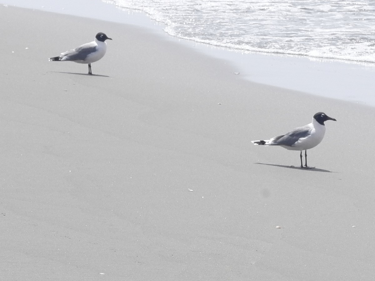 笑鷗 - ML635748237