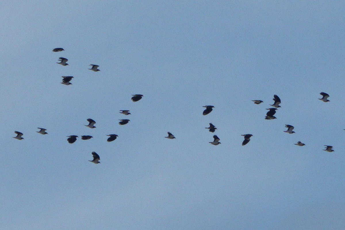 Northern Lapwing - ML635748238