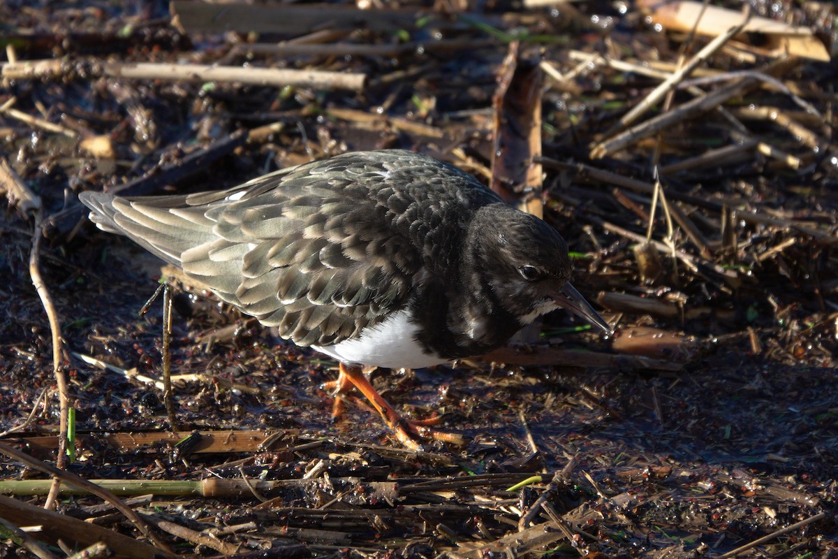 Ruddy Turnstone - ML635748250