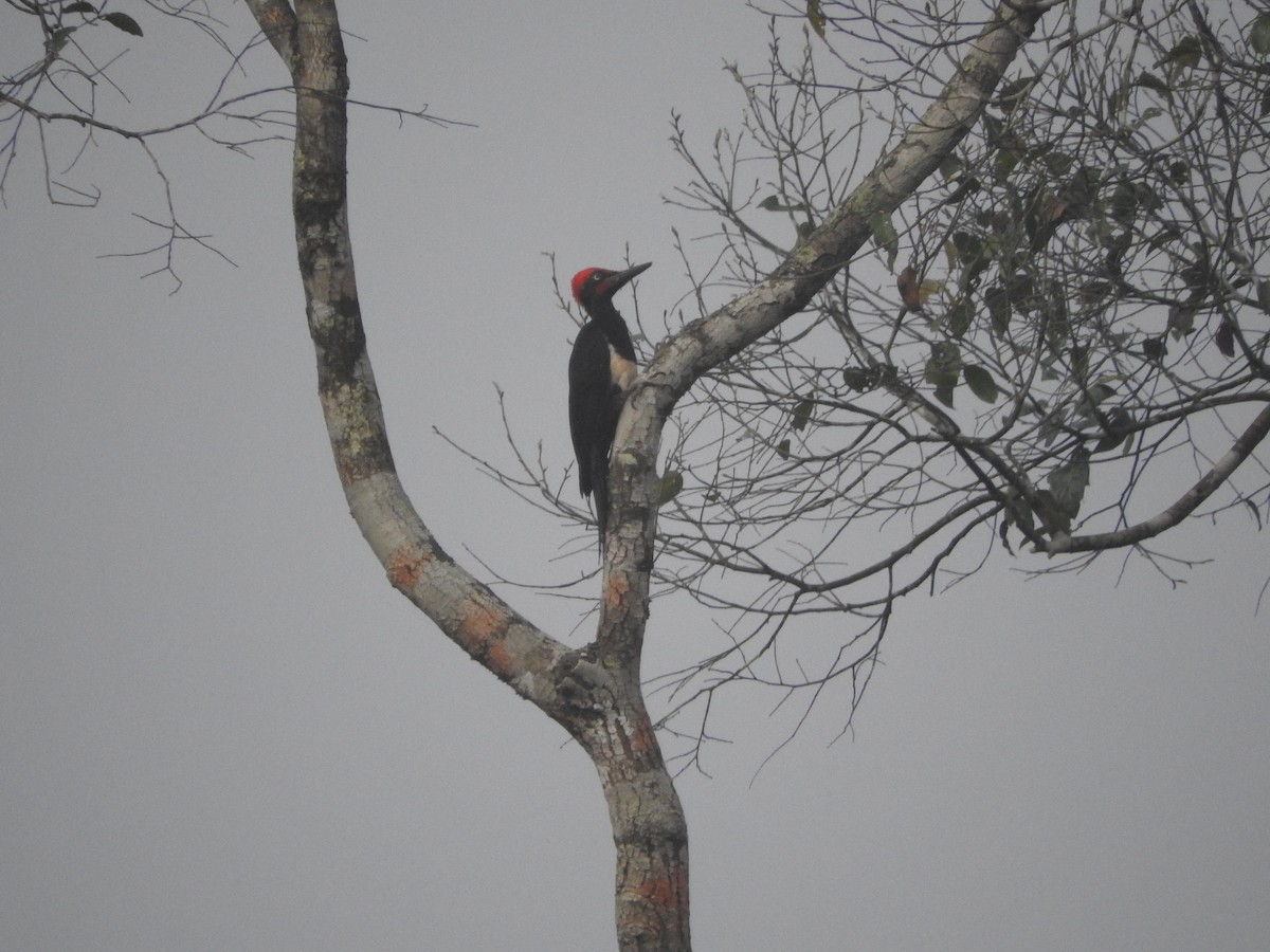 White-bellied Woodpecker - ML635748522