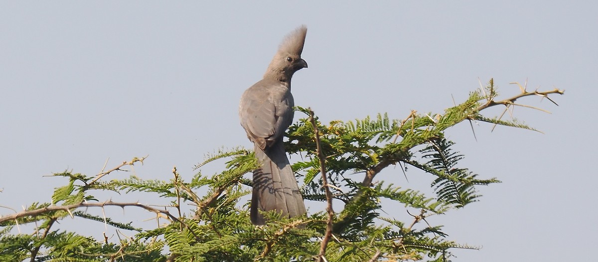 Gray Go-away-bird - ML635748547