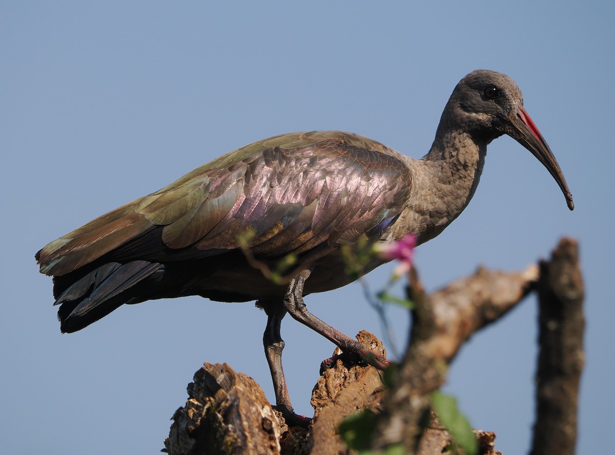 Hadada Ibis - ML635748560