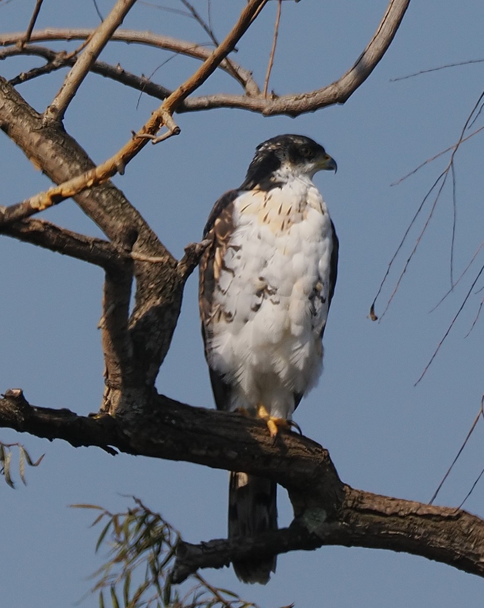 Black Goshawk - ML635748564