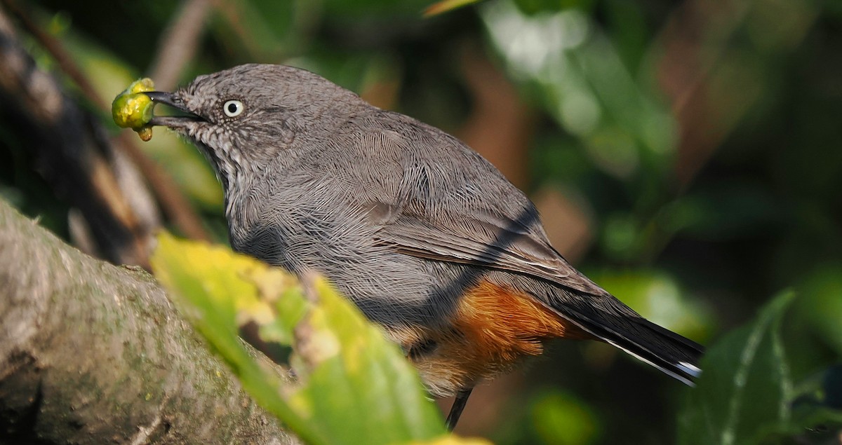 Chestnut-vented Warbler - ML635748605