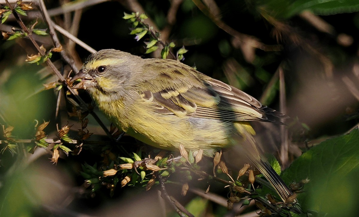 Yellow-fronted Canary - ML635748699