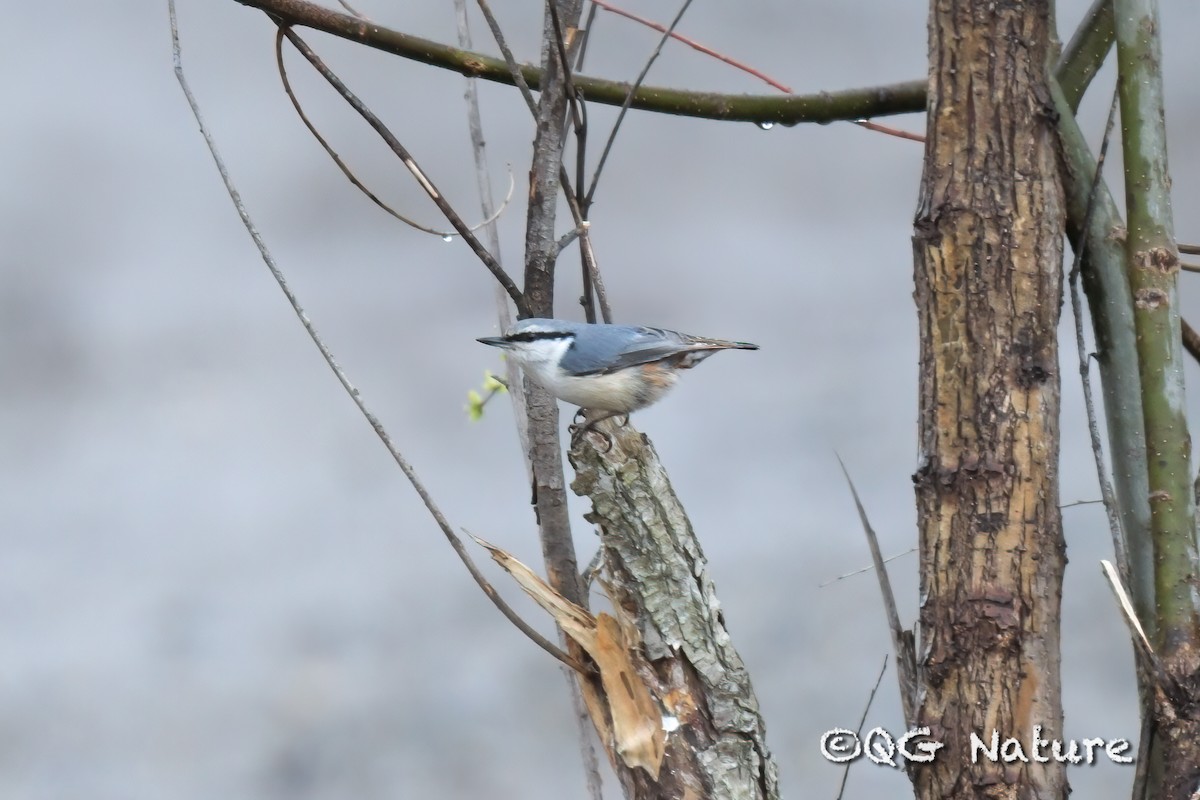 Eurasian Nuthatch (White-bellied) - ML635748728