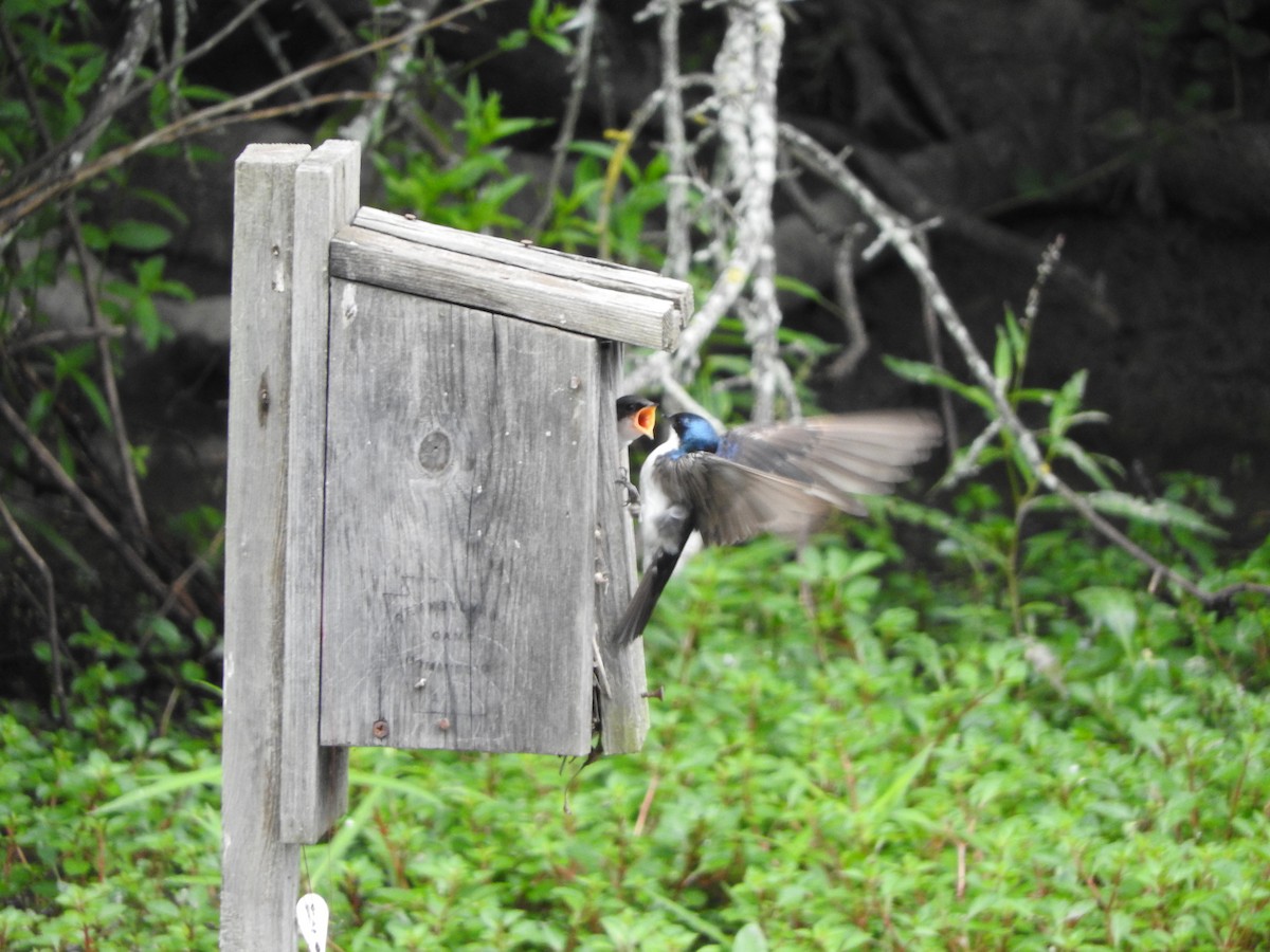 Tree Swallow - ML63574901