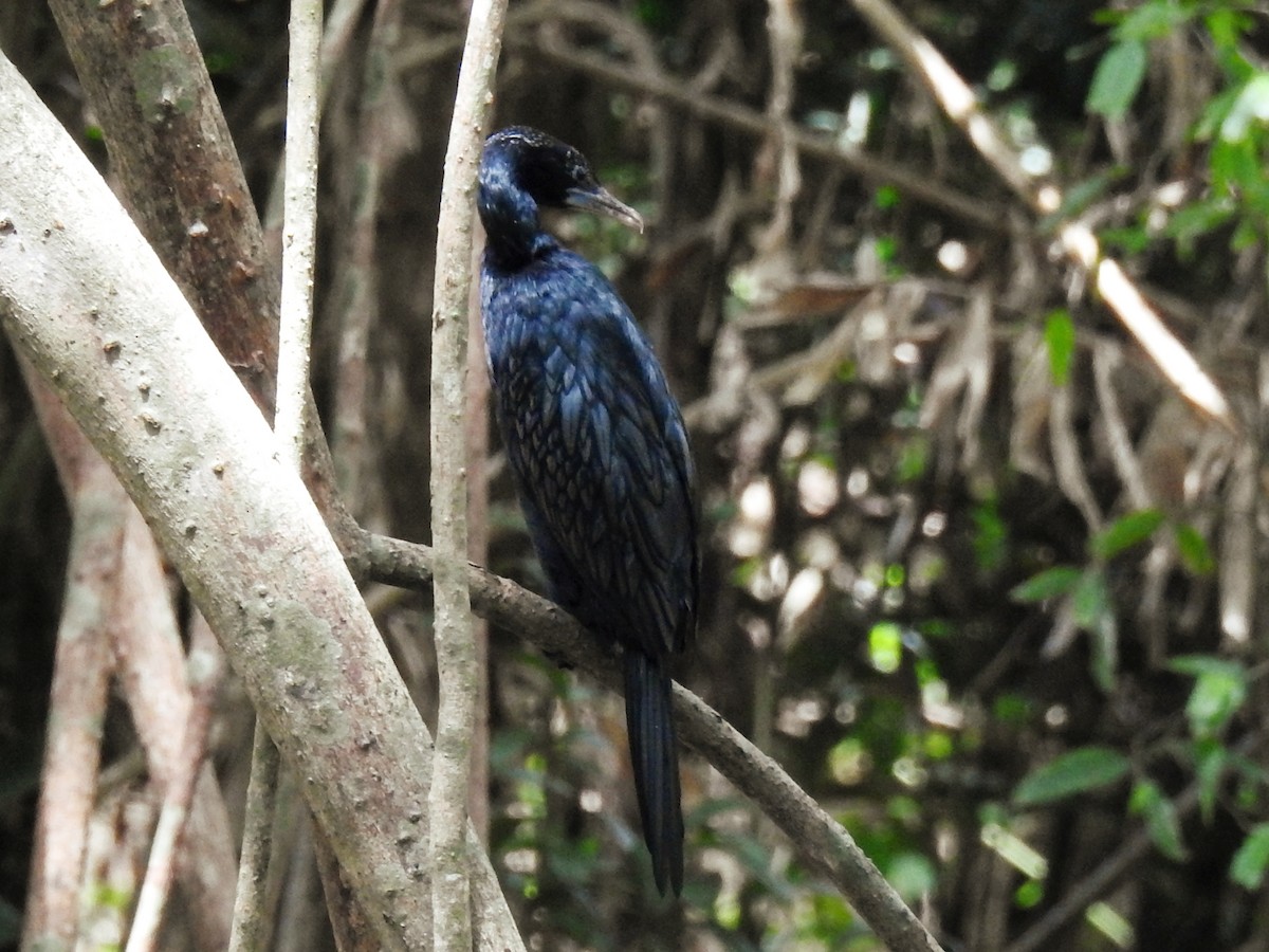 Little Cormorant - ML635749552