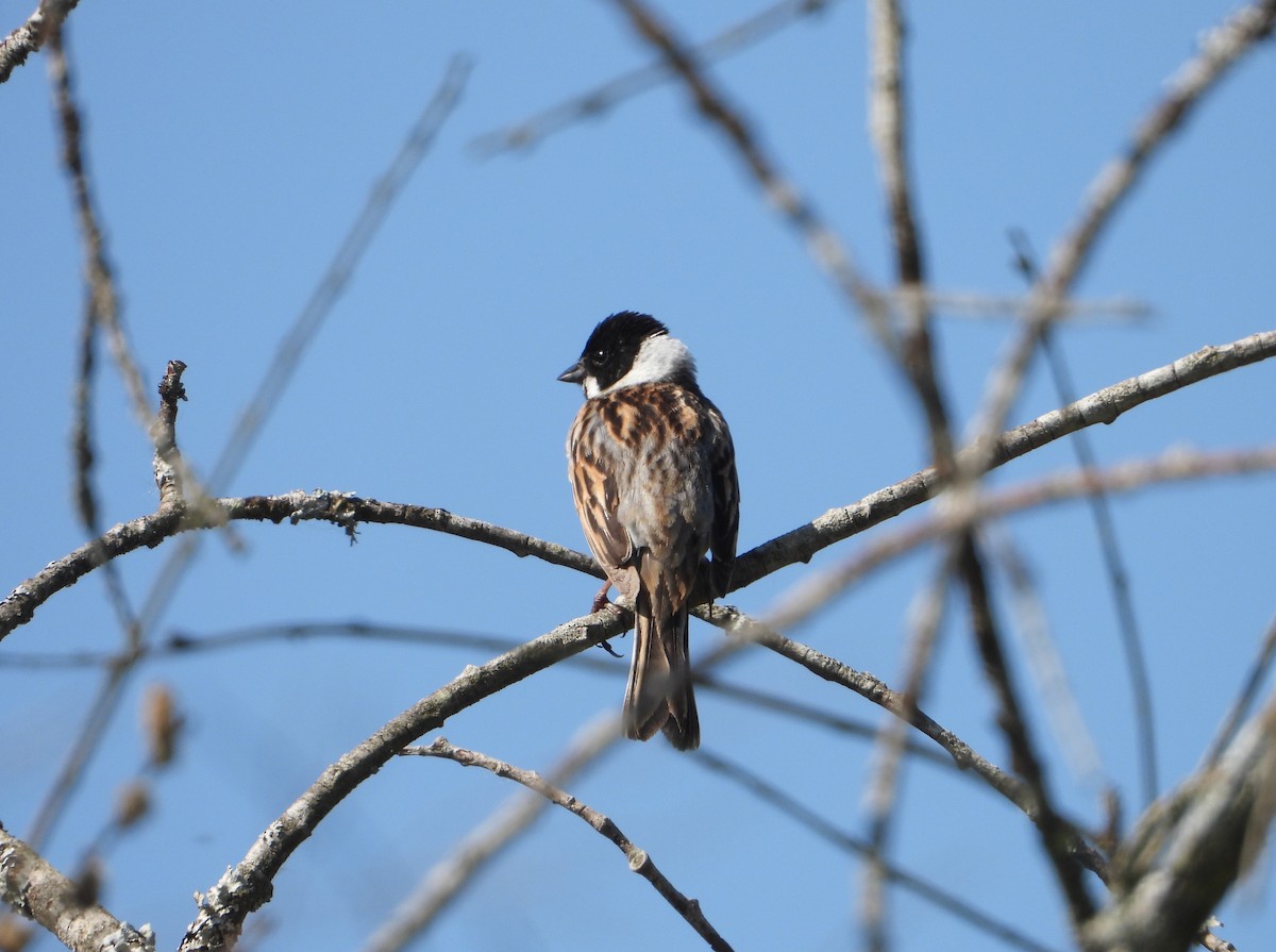 Reed Bunting - ML635749614