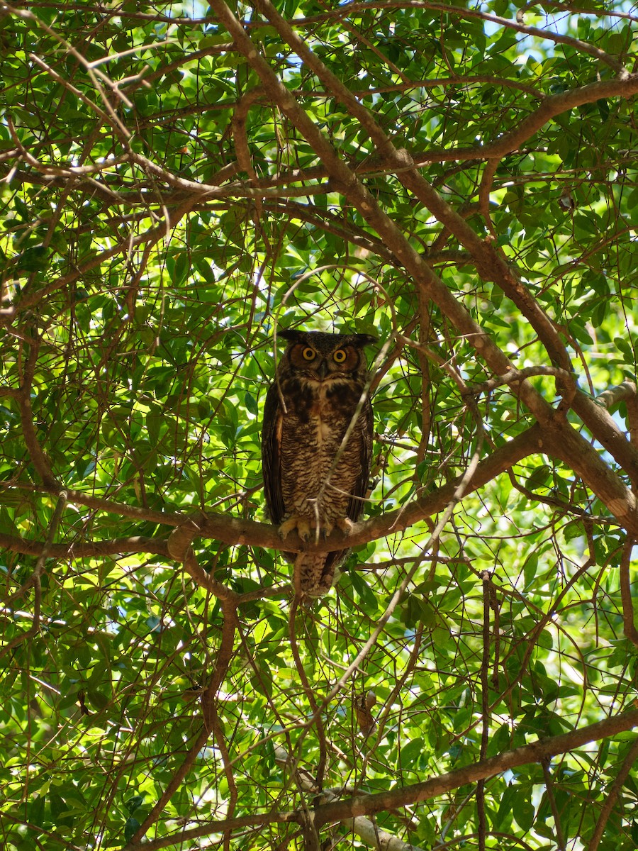 Great Horned Owl - ML635749783