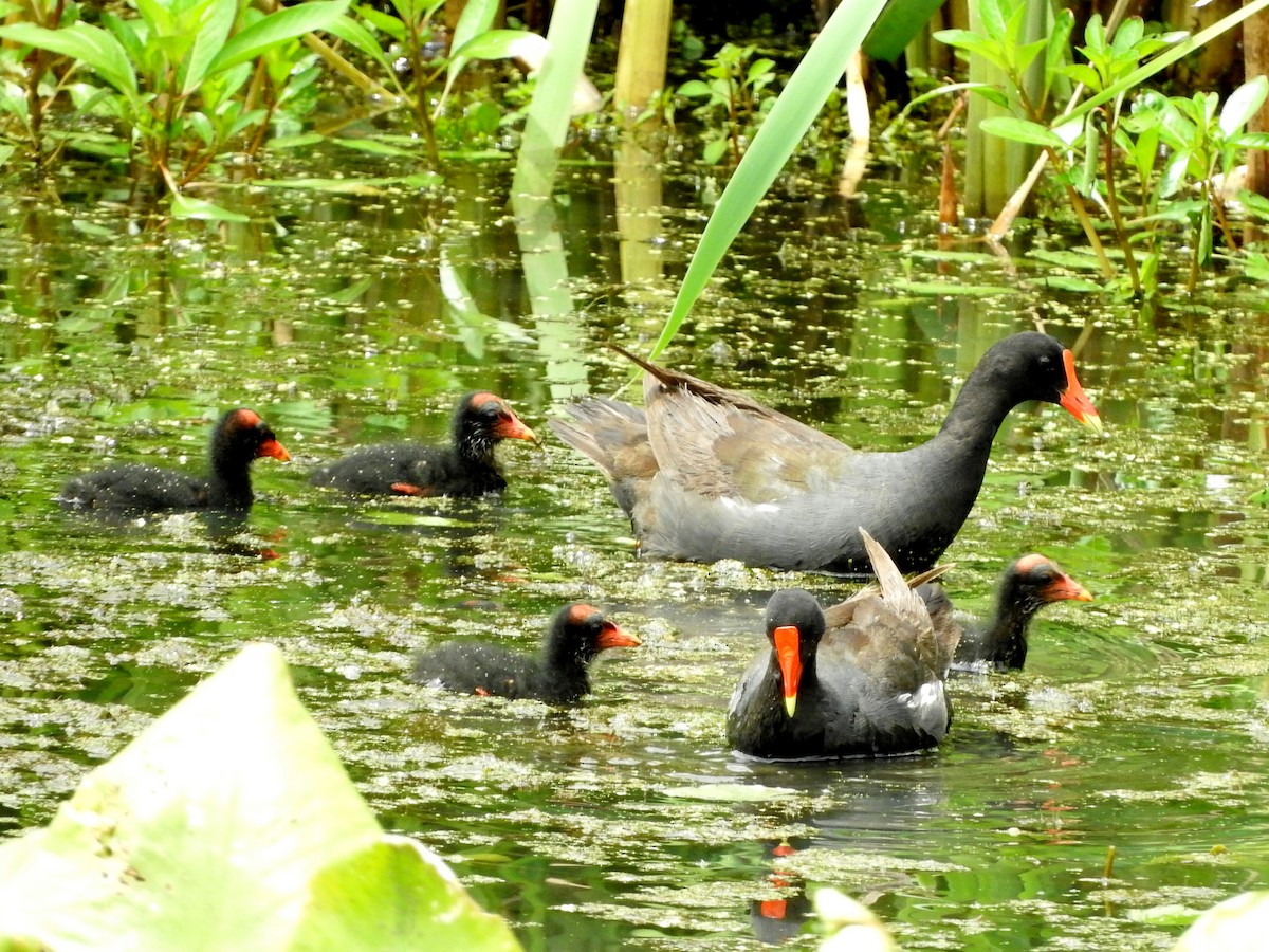 Gallinule d'Amérique - ML63574981