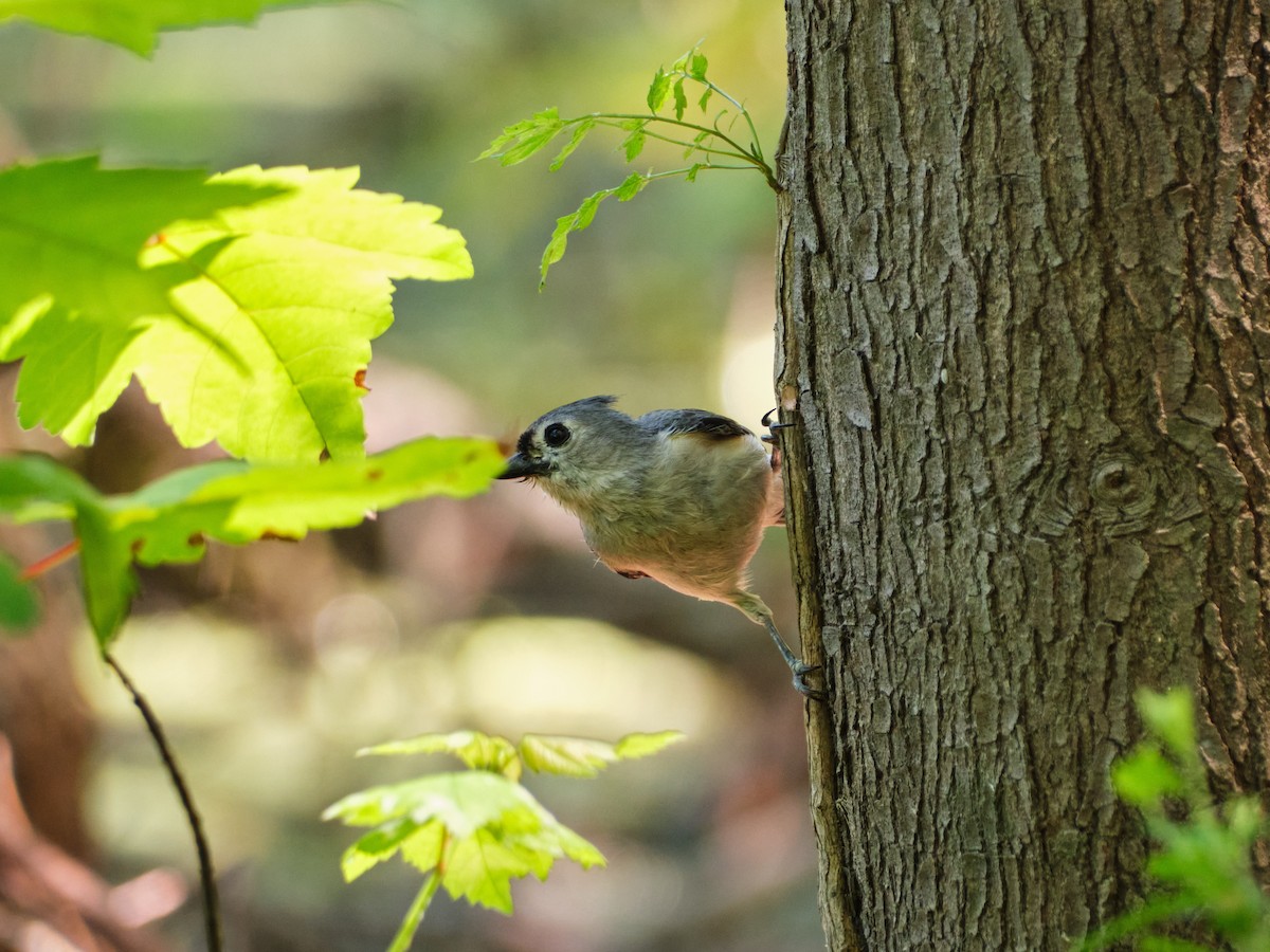 Tufted Titmouse - ML635749812