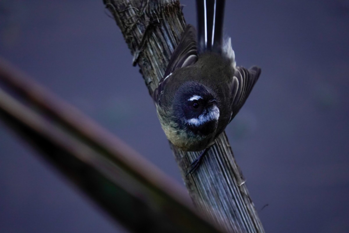 New Zealand Fantail - ML635749825