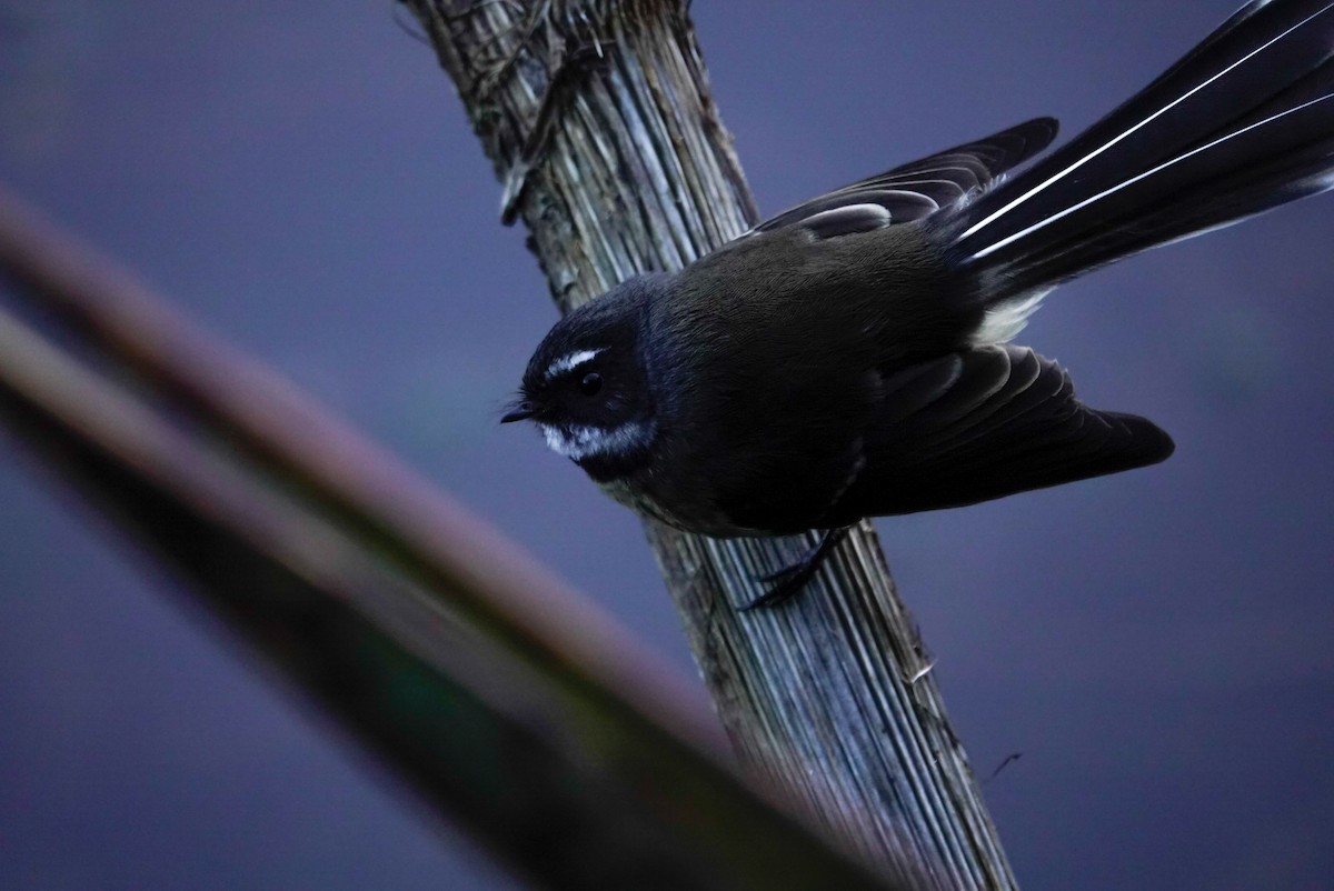 New Zealand Fantail - ML635749826