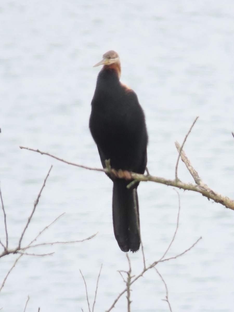 anhinga africká - ML635749841