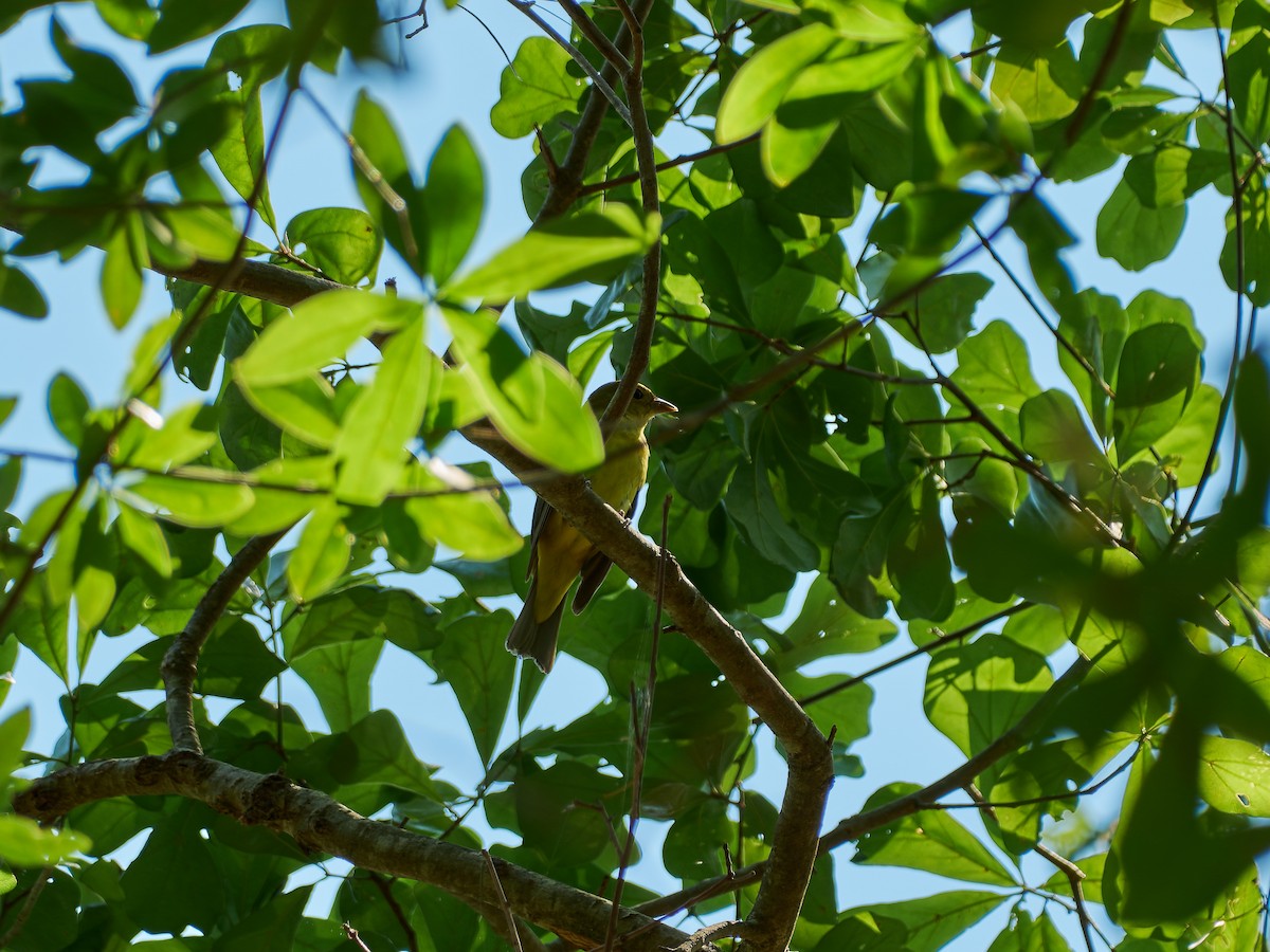 Scarlet Tanager - ML635749993
