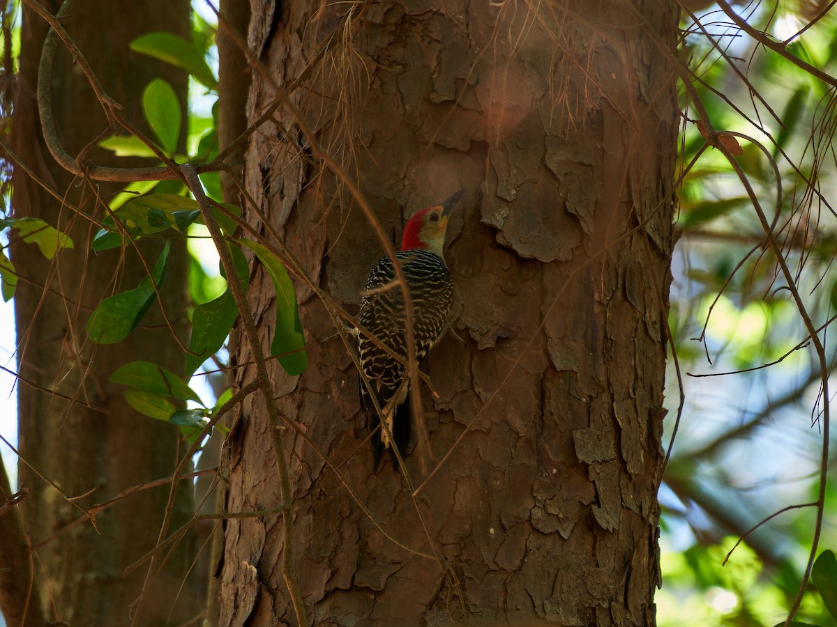 Red-bellied Woodpecker - ML635750000