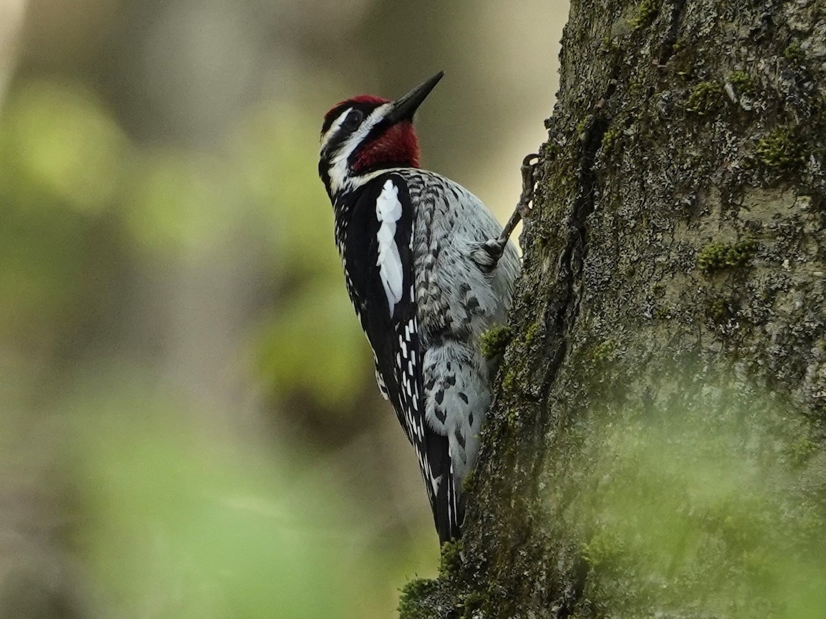 Yellow-bellied Sapsucker - ML635750026