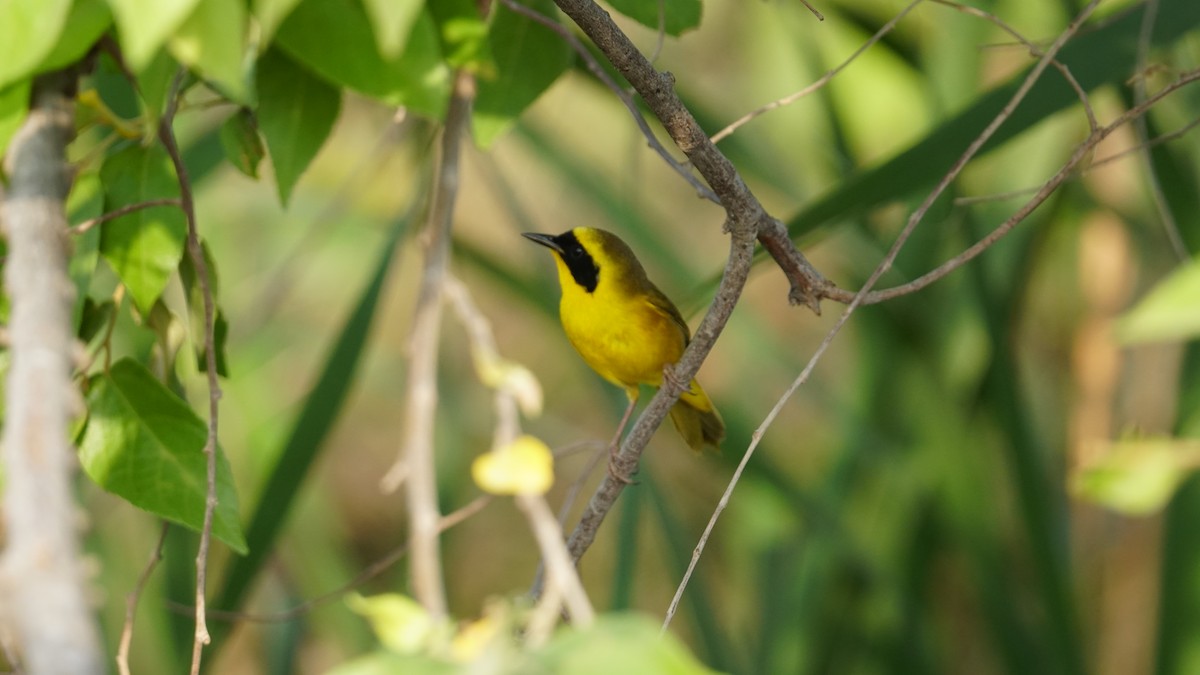Altamira Yellowthroat - ML635750058