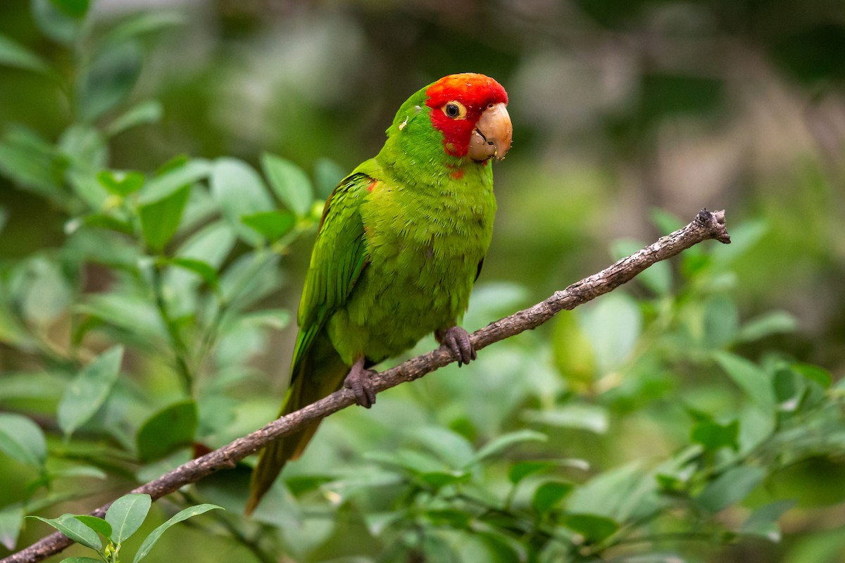 aratinga červenolící - ML635750062