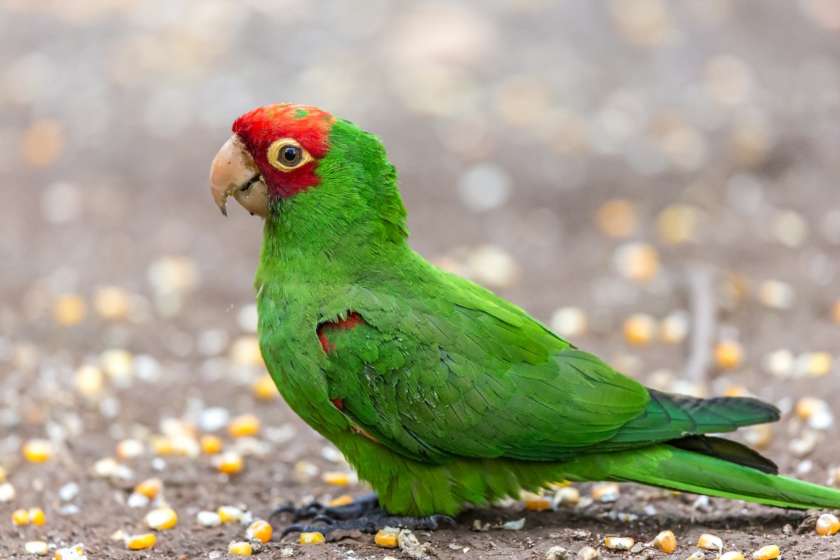 aratinga červenolící - ML635750063