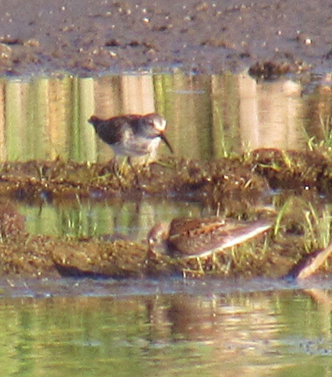 Western Sandpiper - Wendy McCrady