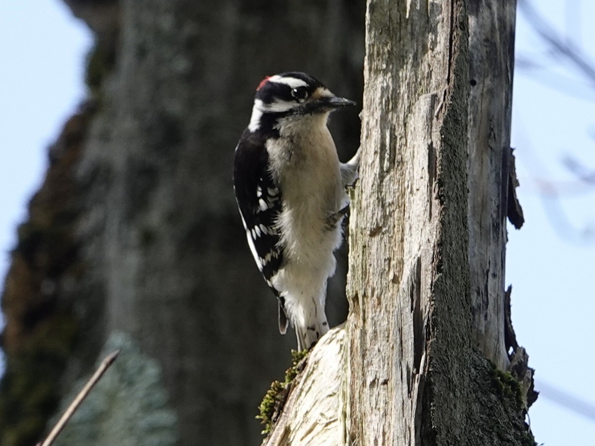 Downy Woodpecker - ML635750129