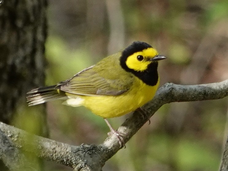 Hooded Warbler - ML635750143