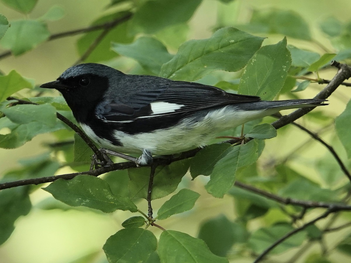 Black-throated Blue Warbler - ML635750165
