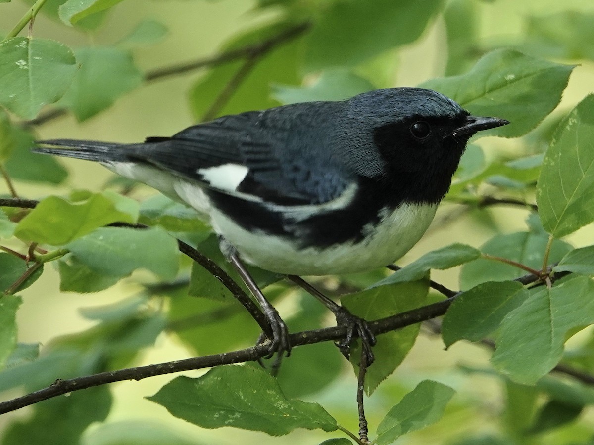 Black-throated Blue Warbler - ML635750166
