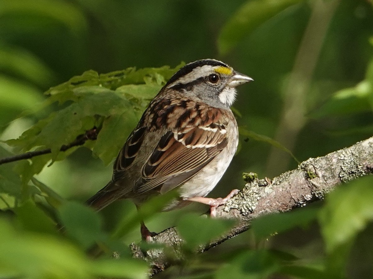 White-throated Sparrow - ML635750189