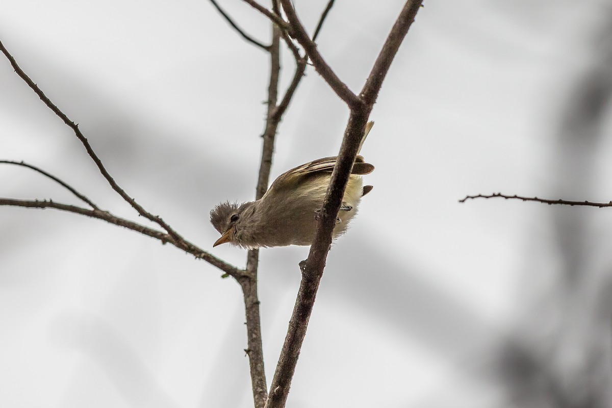 Tyranneau passegris - ML635750207