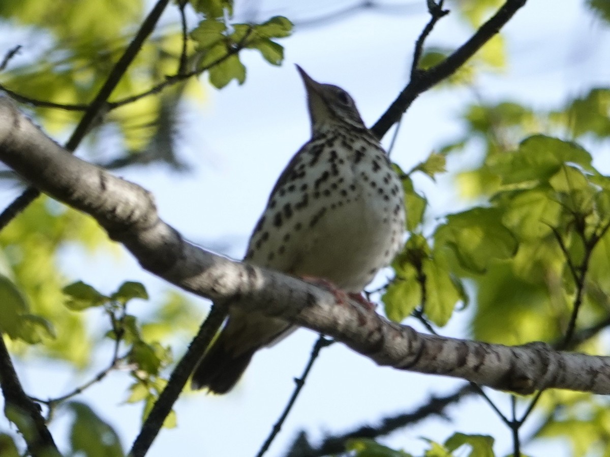 Wood Thrush - ML635750214