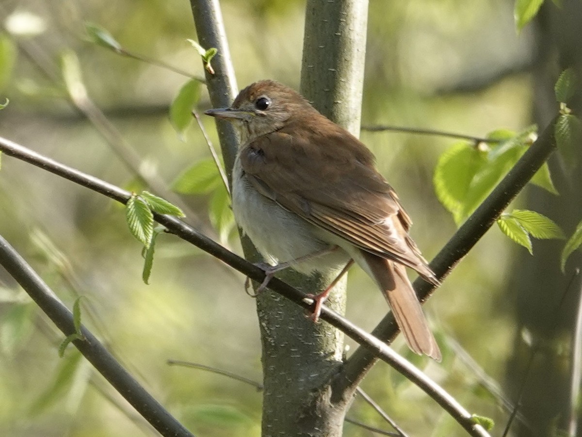 Veery - ML635750223