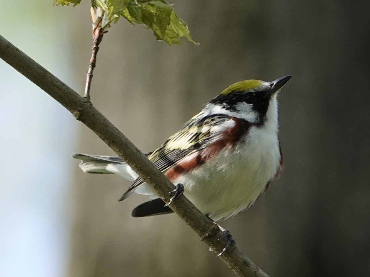 Chestnut-sided Warbler - ML635750248